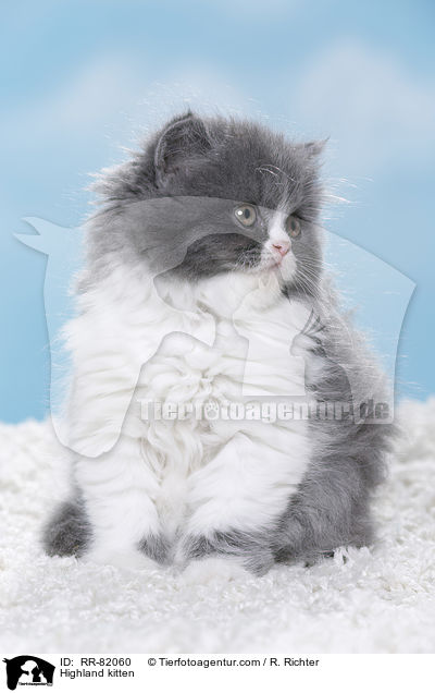 Highlander Ktzchen / Highland kitten / RR-82060