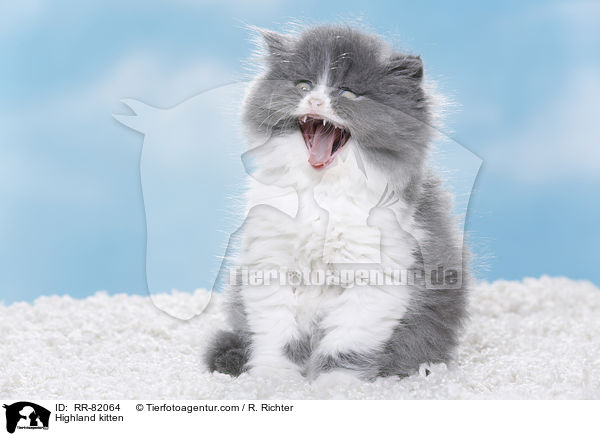 Highlander Ktzchen / Highland kitten / RR-82064