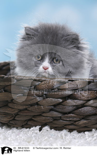 Highlander Ktzchen / Highland kitten / RR-81933