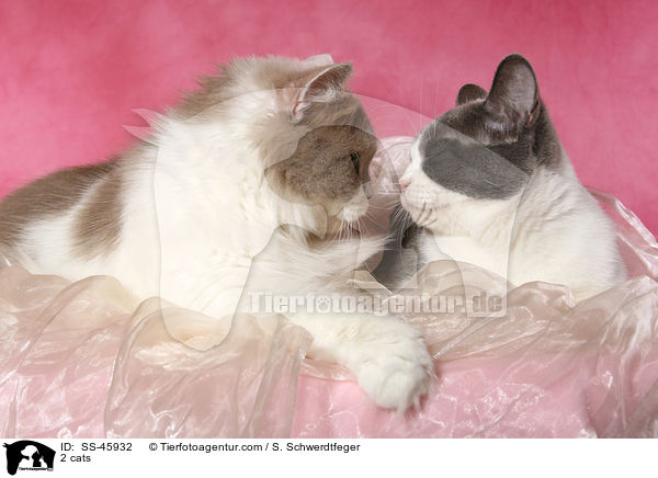 2 Katzen / 2 cats / SS-45932