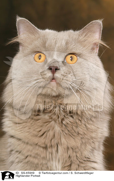 Highlander Portrait / Highlander Portrait / SS-45949