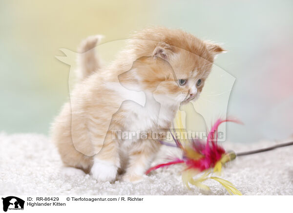 Highlander Ktzchen / Highlander Kitten / RR-86429