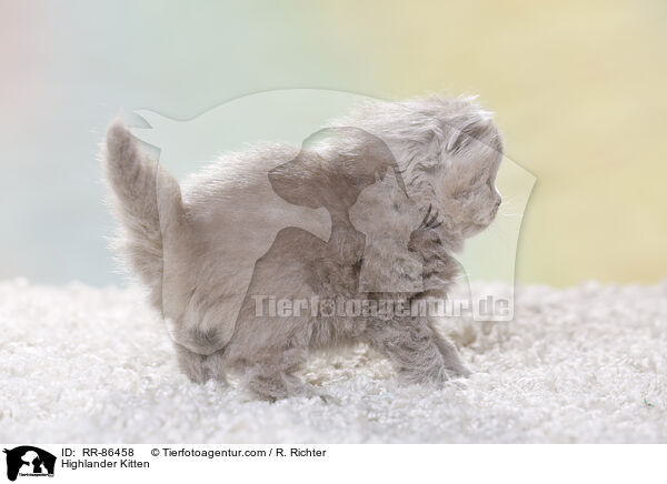 Highlander K�tzchen / Highlander Kitten / RR-86458