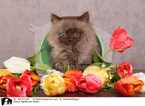 sitzendes Highlander K�tzchen / sitting Highlander kitten / SS-47338