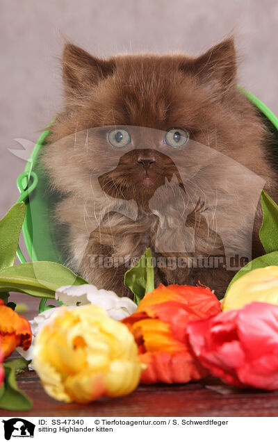 sitzendes Highlander Ktzchen / sitting Highlander kitten / SS-47340