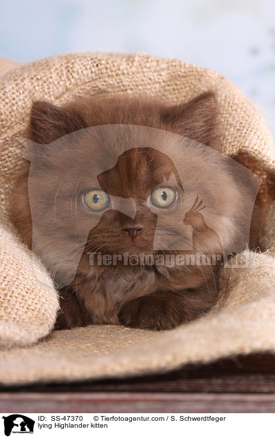 liegendes Highlander Ktzchen / lying Highlander kitten / SS-47370