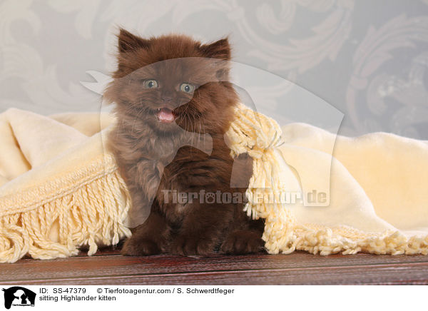 sitzendes Highlander Ktzchen / sitting Highlander kitten / SS-47379