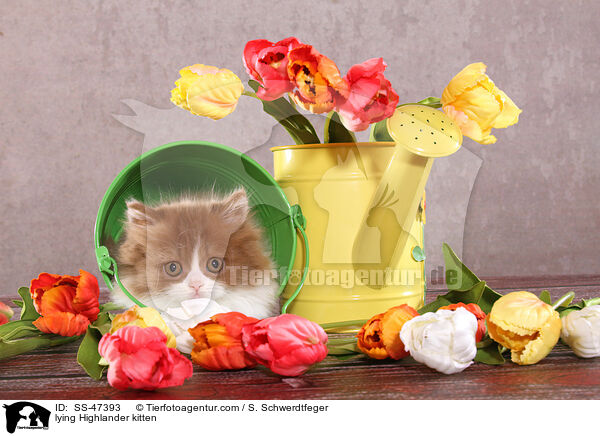 liegendes Highlander Ktzchen / lying Highlander kitten / SS-47393