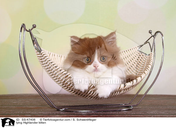 liegendes Highlander Ktzchen / lying Highlander kitten / SS-47406