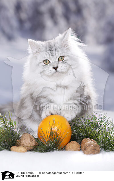 junger Highlander / young Highlander / RR-86902