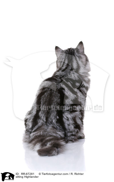 sitzender Highlander / sitting Highlander / RR-87281