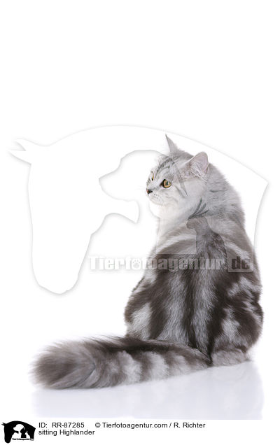 sitzender Highlander / sitting Highlander / RR-87285