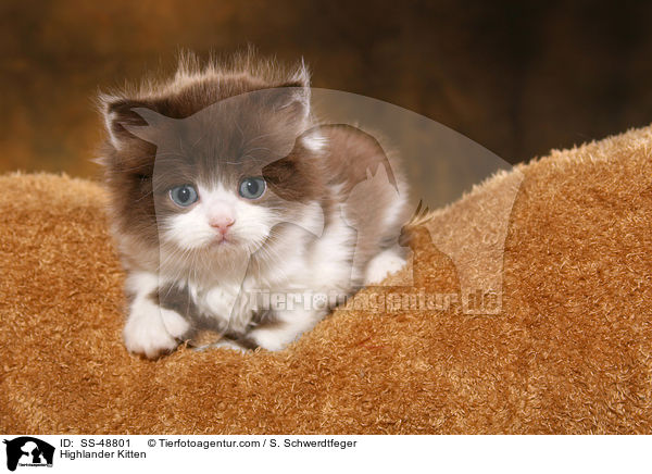 Highlander Kitten / SS-48801