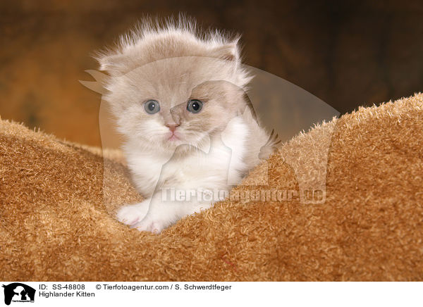 Highlander Kitten / SS-48808