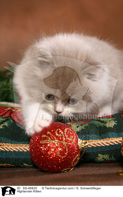 Highlander Ktzchen / Highlander Kitten / SS-48820