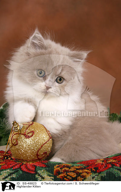 Highlander Ktzchen / Highlander Kitten / SS-48823