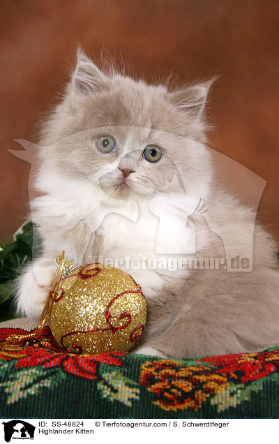 Highlander Ktzchen / Highlander Kitten / SS-48824
