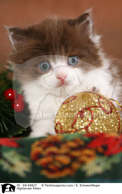 Highlander Ktzchen / Highlander Kitten / SS-48827