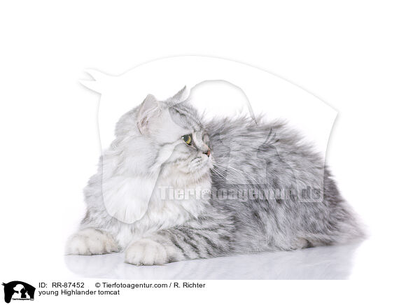 junger Highlander Kater / young Highlander tomcat / RR-87452
