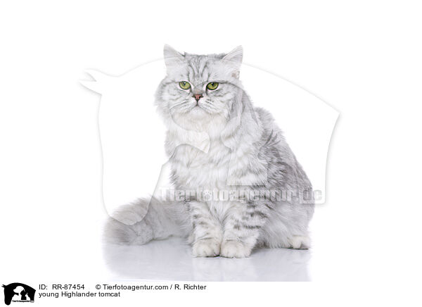 young Highlander tomcat / RR-87454
