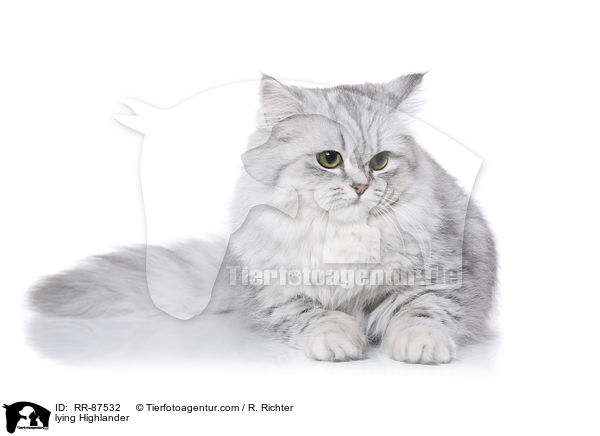 liegender Highlander / lying Highlander / RR-87532
