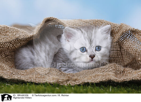 Highlander Kitten / RR-88358