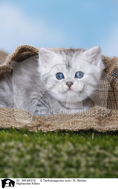 Highlander Kitten / RR-88376