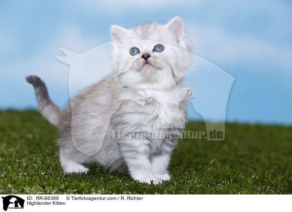Highlander Kitten / RR-88389