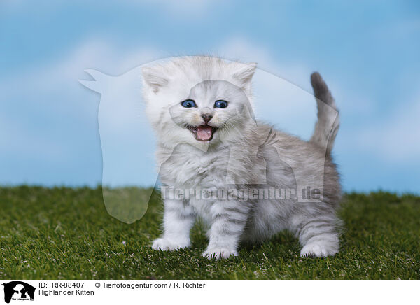 Highlander Ktzchen / Highlander Kitten / RR-88407