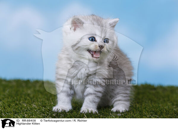 Highlander Kitten / RR-88408
