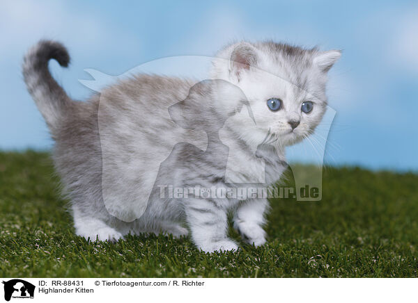 Highlander Kitten / RR-88431