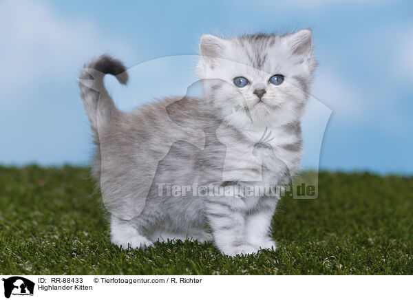 Highlander Kitten / RR-88433