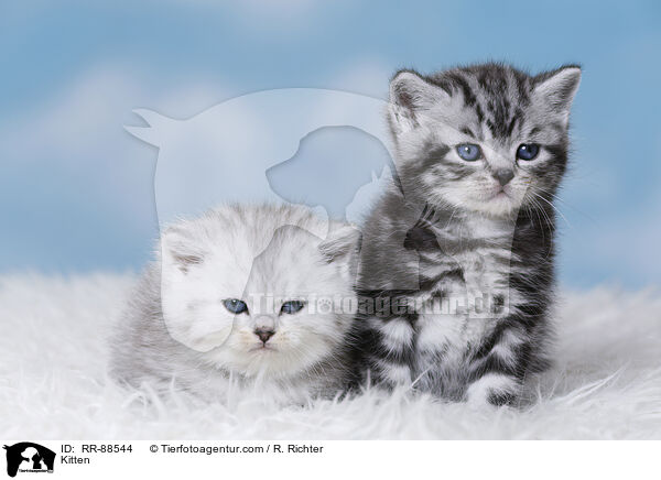 Ktzchen / Kitten / RR-88544