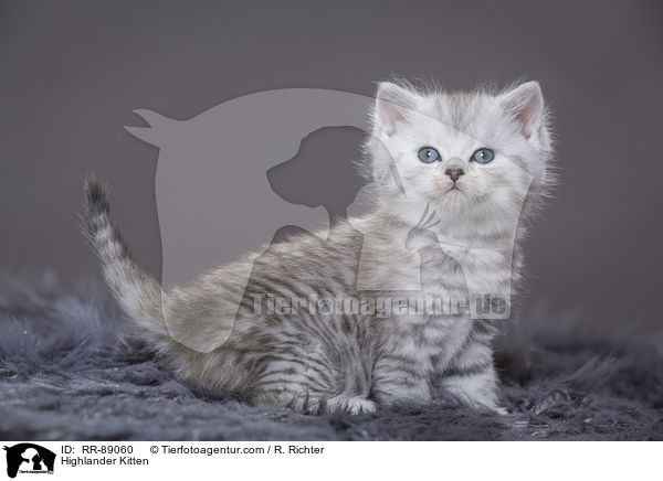 Highlander Kitten / RR-89060