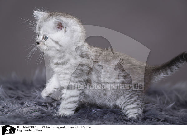 Highlander Ktzchen / Highlander Kitten / RR-89078