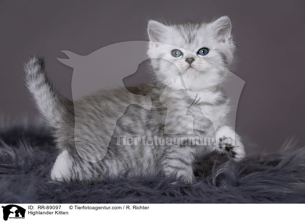 Highlander Kitten / RR-89097