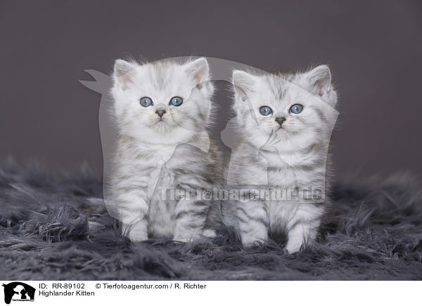 Highlander Kitten / RR-89102