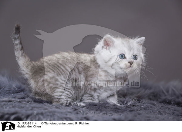 Highlander Kitten / RR-89114