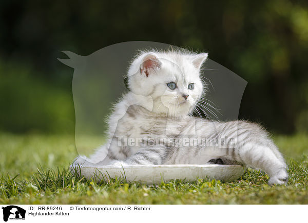 Highlander Kitten / RR-89246