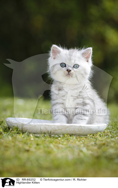 Highlander K�tzchen / Highlander Kitten / RR-89252
