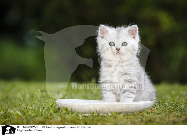 Highlander Kitten / RR-89253