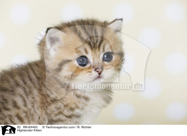 Highlander Kitten / RR-89460