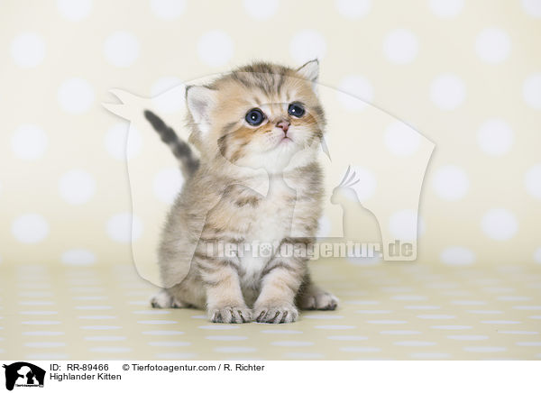 Highlander Ktzchen / Highlander Kitten / RR-89466