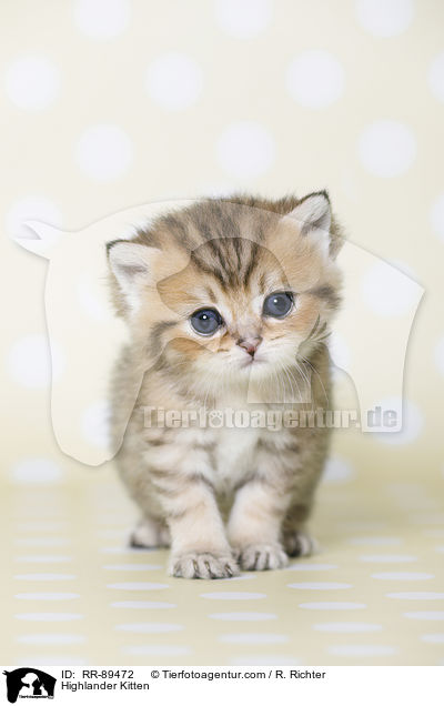 Highlander Ktzchen / Highlander Kitten / RR-89472