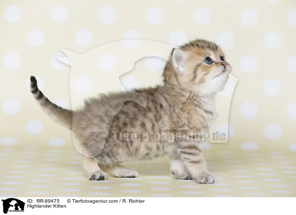 Highlander Ktzchen / Highlander Kitten / RR-89475