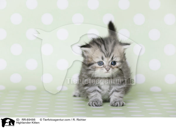 Highlander Kitten / RR-89486