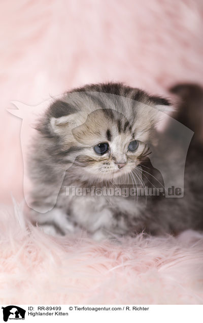 Highlander Kitten / RR-89499