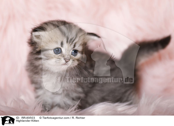 Highlander Kitten / RR-89503