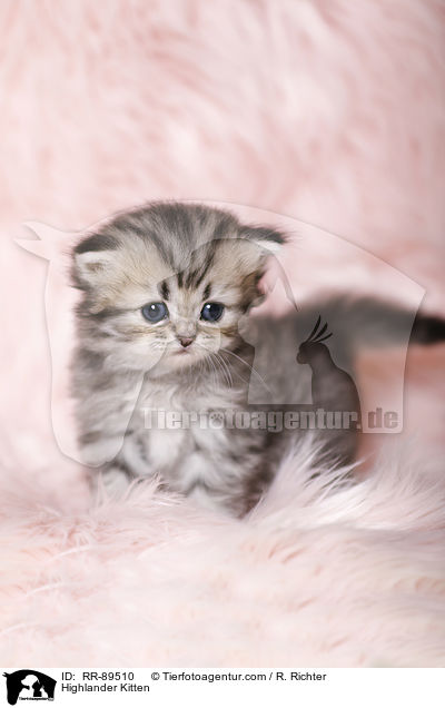 Highlander Ktzchen / Highlander Kitten / RR-89510