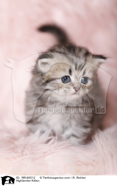 Highlander Ktzchen / Highlander Kitten / RR-89512